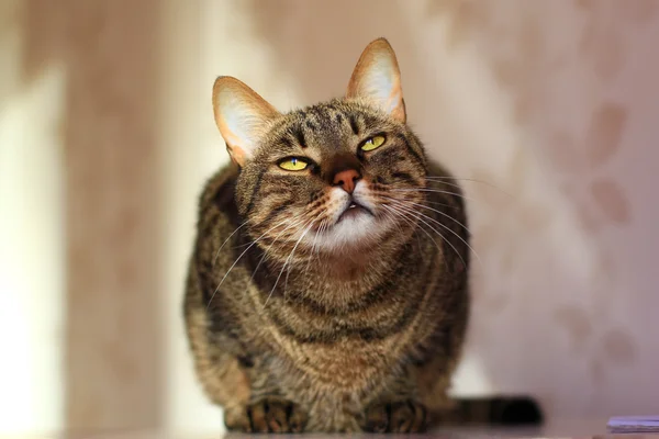 Γάτα Τάμπι με φωτεινά κίτρινα μάτια — Φωτογραφία Αρχείου