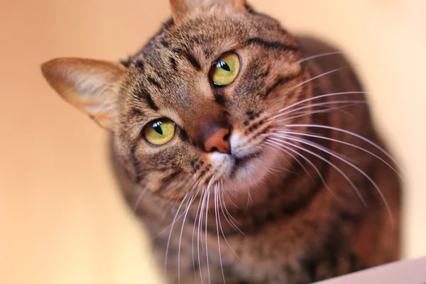 Gestromte Katze mit leuchtend gelben Augen — Stockfoto