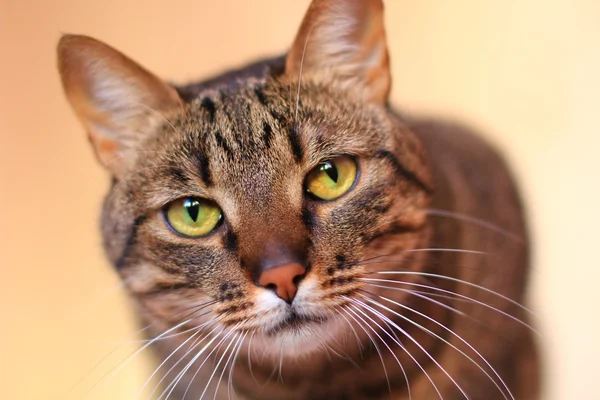 Gestromte Katze mit leuchtend gelben Augen — Stockfoto