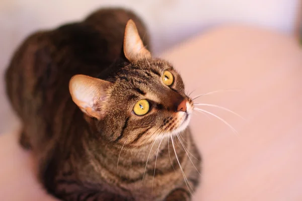 Gestromte Katze mit leuchtend gelben Augen — Stockfoto