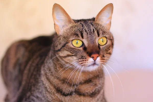 Γάτα Τάμπι με φωτεινά κίτρινα μάτια — Φωτογραφία Αρχείου