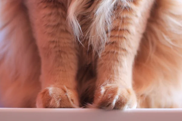 솜 털 고양이 발 — 스톡 사진