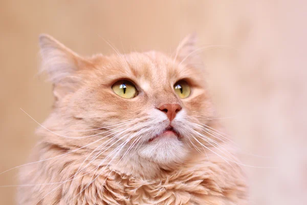 Flauschige Ingwerkatze — Stockfoto