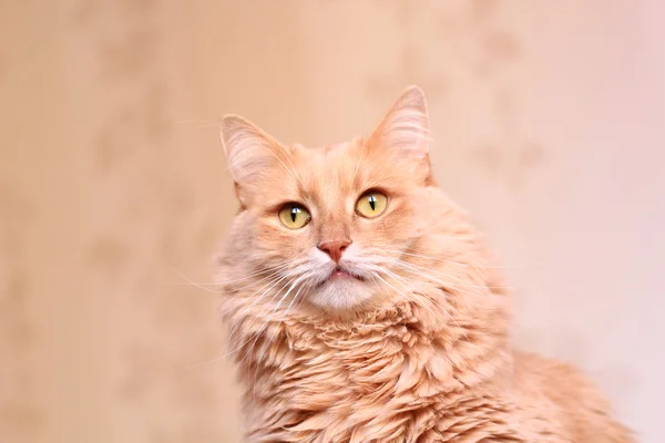 Flauschige Ingwerkatze — Stockfoto