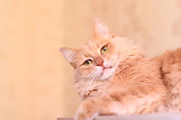 Flauschige Ingwerkatze — Stockfoto