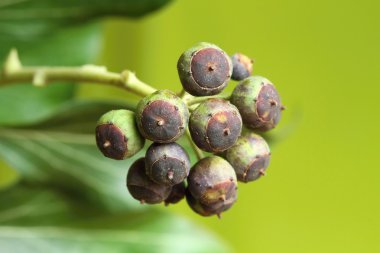 Hedera helix çilek