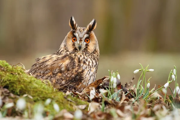 Eule mit Schneeflocken — Stockfoto