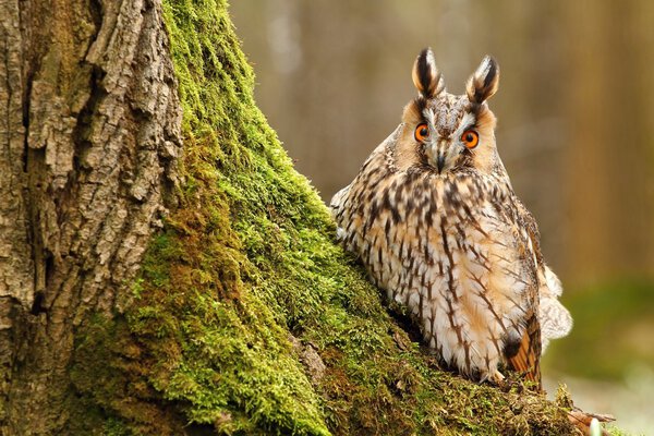 Long eared owl by tree trunk