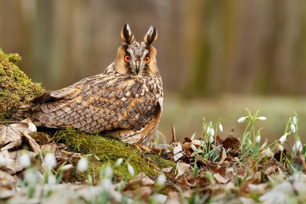 Langohreule — Stockfoto