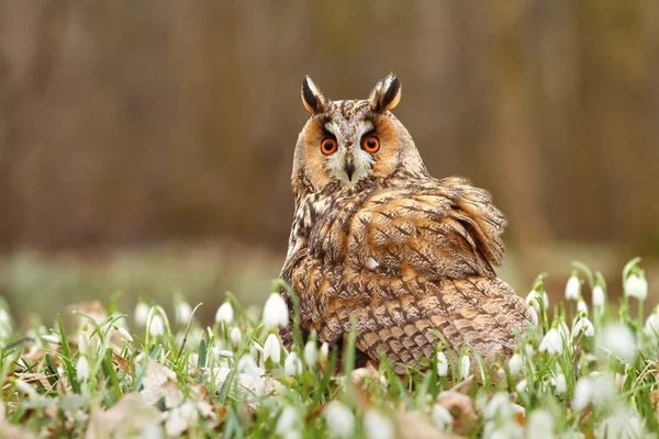 Długo eared owl w śniegu — Zdjęcie stockowe