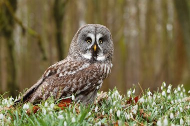 Kardelen Strix nebulosa