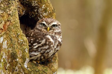 Lanetli Athene Noctua