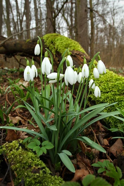 Caída de nieve Galanthus nivalis — Foto de Stock