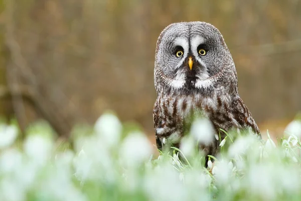 Kattuggla Strix nebulosa — Stockfoto