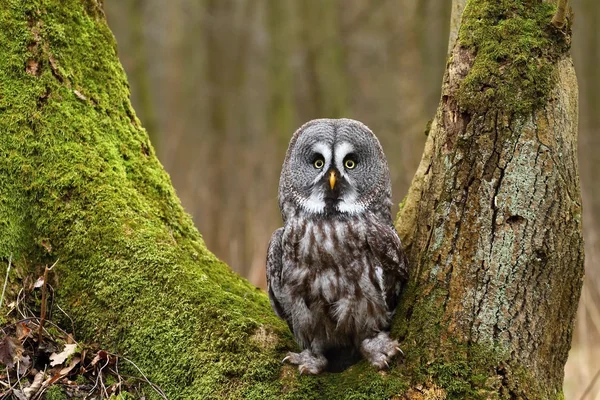 Strix nebulosa on moss — Stock Photo, Image