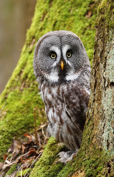 Coruja-tawny-siberiana — Fotografia de Stock