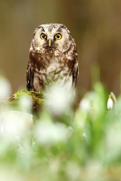 Aegolius funereus owl — Stock Photo, Image