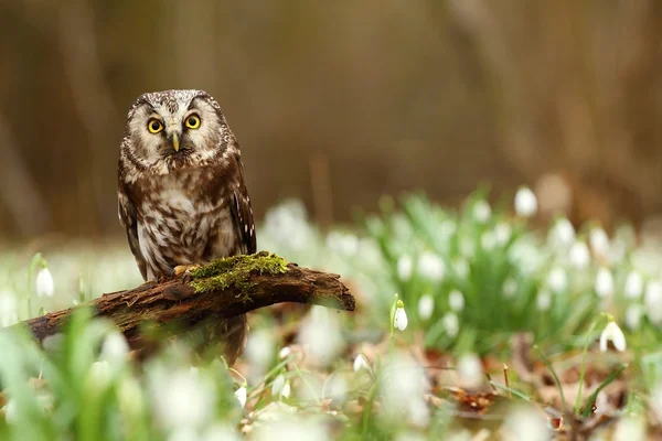 Aegolius funereus im Frühling — Stockfoto