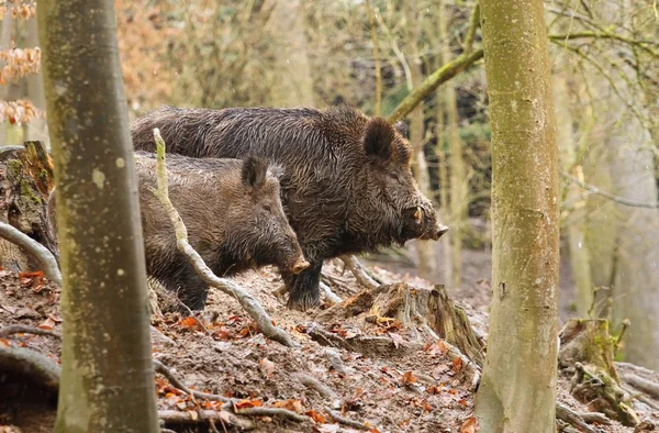 Two wild boars — Stock Photo, Image