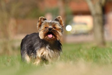 Yorkshire Terrier gülümseyen