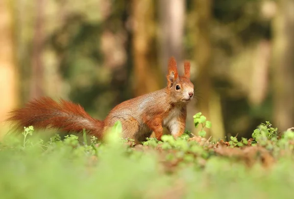 Cute red squirrel — Stock Photo, Image