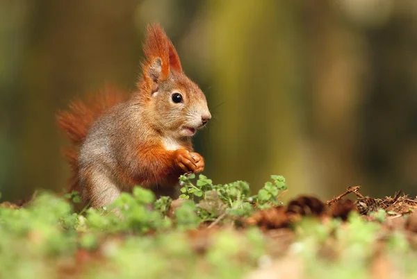 Adorable écureuil roux — Photo