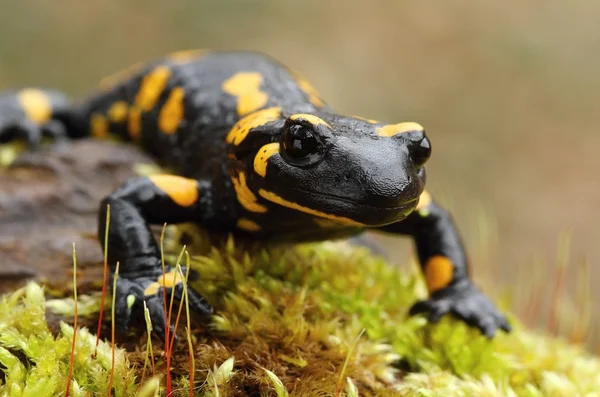 Detail van de salamander — Stockfoto