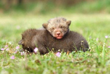 Küçük tilki relaxating