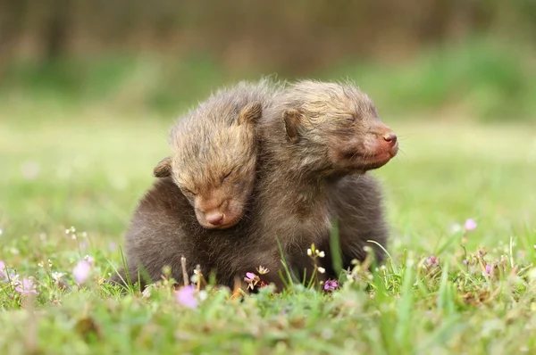 Fox siblings in spring — Stock Photo, Image