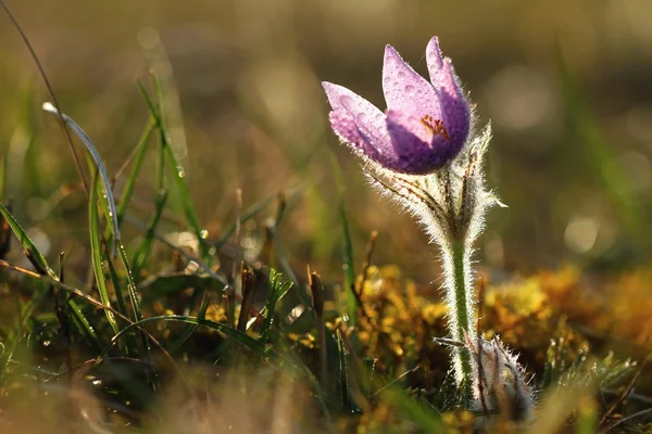 Pasqueflower σε αντίθετη φως — Φωτογραφία Αρχείου