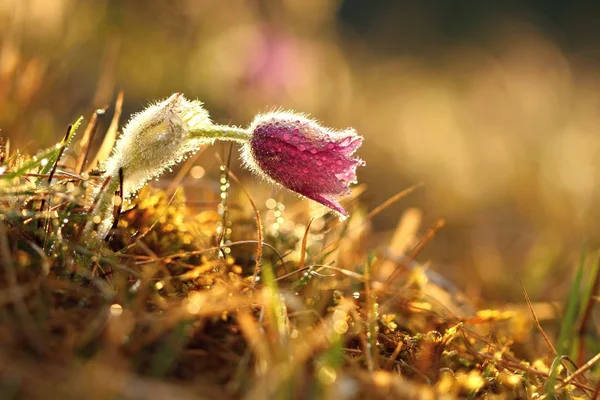 Τρυφερό pasqueflower άνοιξη — Φωτογραφία Αρχείου