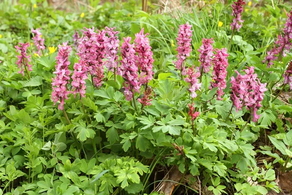 Heilender Corydalis cava — Stockfoto