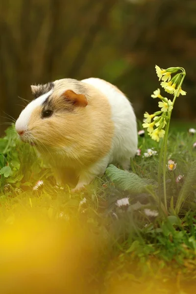 Cerdo de Guinea en primavera — Foto de Stock