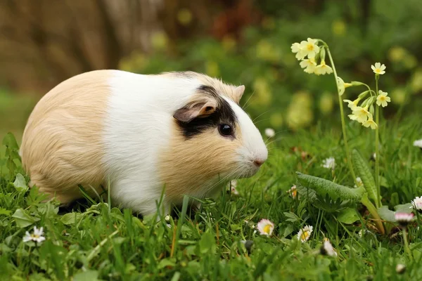 Fat guinea pig — Stock Photo, Image