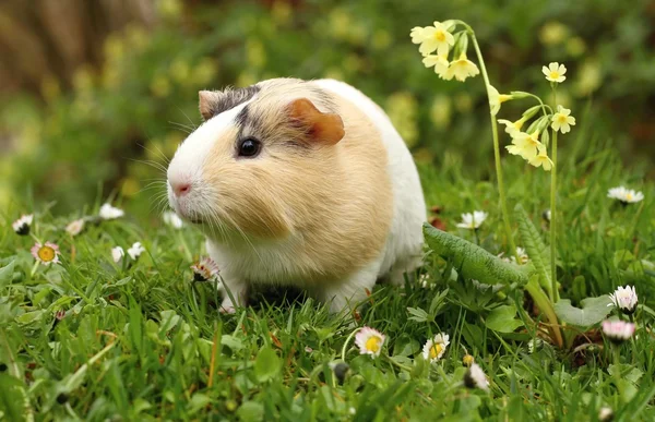 Guinea pig and primula — Stock Photo, Image