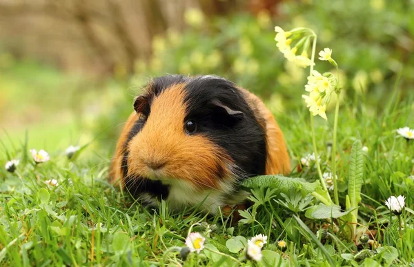 Guinea pig with primula — Stock Photo, Image