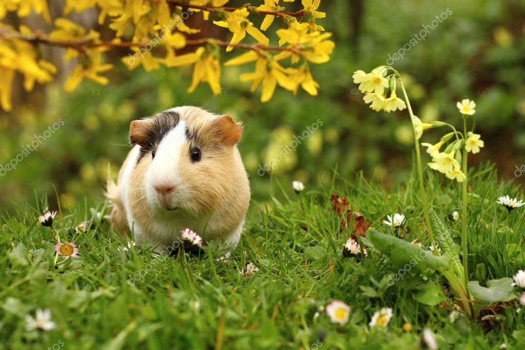 Guinea pig and flowers — Stock Photo © hlavkom 107992992