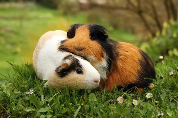 Guinea cerdo amigos — Foto de Stock