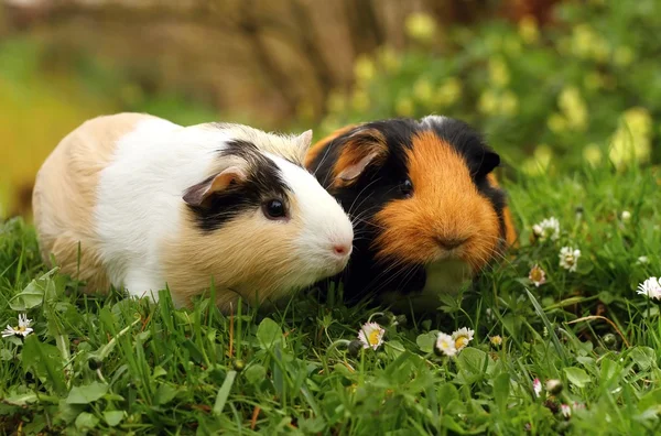 Pair of guinea pigs — Stock Photo, Image