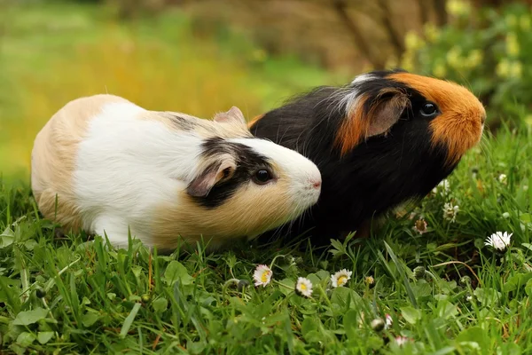 Eskiden şiling şimdi pigs koklama