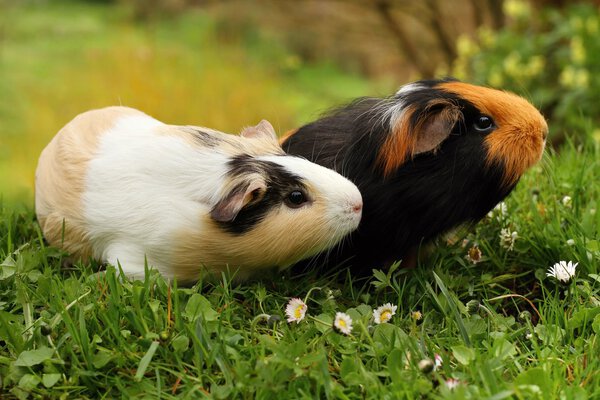 Guinea pigs sniffing — Stock Photo, Image