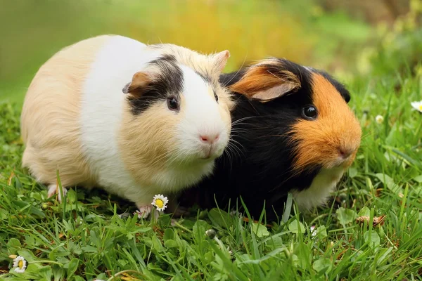 Two adorable guinea pigs — Stock Photo, Image