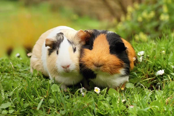 Cerdos de Guinea enamorados — Foto de Stock