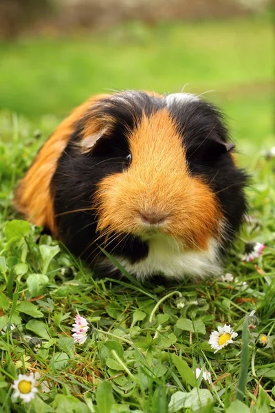 Hairy guinea pig — Stock Photo, Image