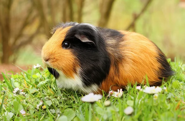 Brown guinea pig — Stock Photo, Image