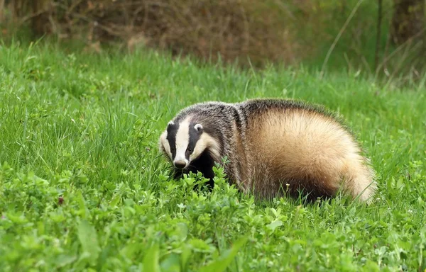 Fat badger di musim semi — Stok Foto