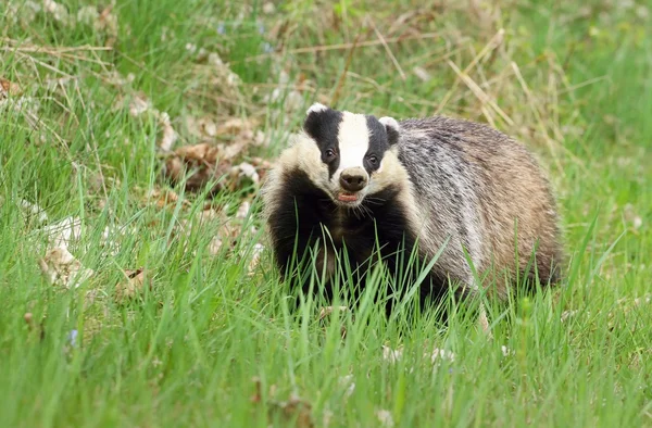 Lucu sekali badger liar — Stok Foto