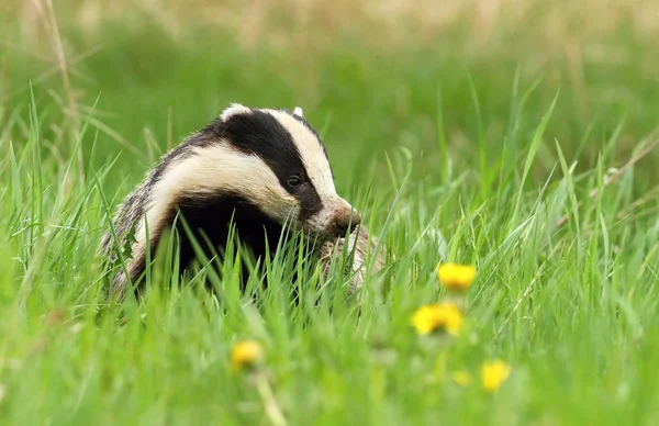 Badger dengan dandelion — Stok Foto