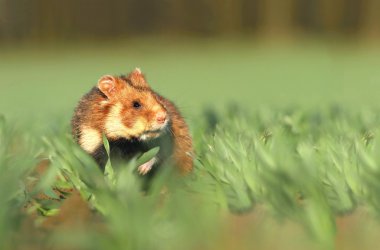 Bahar vahşi hamster