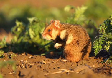 Vahşi ortak hamster